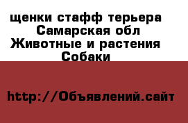 щенки стафф терьера - Самарская обл. Животные и растения » Собаки   